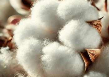 Turkmenistan’s Wheat and Cotton Focus: Boosting Yields Through Strategic Agronomic Practices