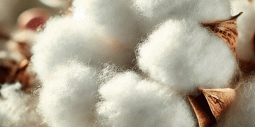 Turkmenistan’s Wheat and Cotton Focus: Boosting Yields Through Strategic Agronomic Practices