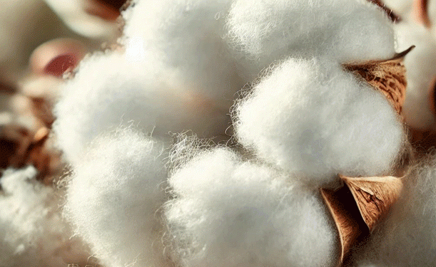 Turkmenistan’s Wheat and Cotton Focus: Boosting Yields Through Strategic Agronomic Practices