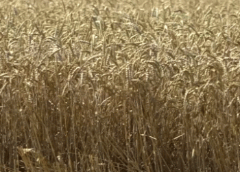 Siberian Agriculture in 2025: Export Trends, Market Shifts, and Emerging Opportunities