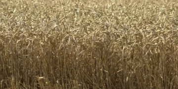 Siberian Agriculture in 2025: Export Trends, Market Shifts, and Emerging Opportunities