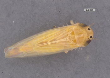 Corn Leafhopper Alert: Protecting Late-Planted Corn from Devastating Stunt Disease