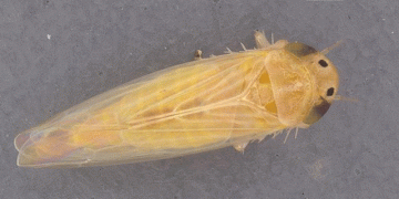 Corn Leafhopper Alert: Protecting Late-Planted Corn from Devastating Stunt Disease