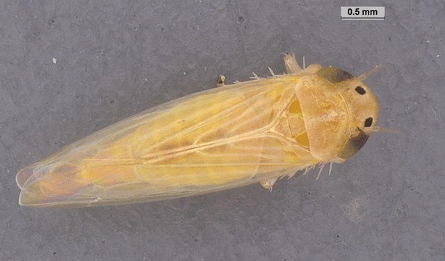 Corn Leafhopper Alert: Protecting Late-Planted Corn from Devastating Stunt Disease