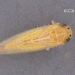 Corn Leafhopper Alert: Protecting Late-Planted Corn from Devastating Stunt Disease