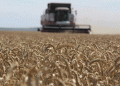 Stavropol Farmers Harvest 1.3 Million Tons of Grain: Key Insights on Yield and Progress