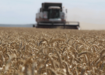 Stavropol Farmers Harvest 1.3 Million Tons of Grain: Key Insights on Yield and Progress
