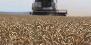 Stavropol Farmers Harvest 1.3 Million Tons of Grain: Key Insights on Yield and Progress