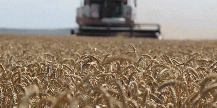 Stavropol Farmers Harvest 1.3 Million Tons of Grain: Key Insights on Yield and Progress