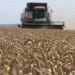 Stavropol Farmers Harvest 1.3 Million Tons of Grain: Key Insights on Yield and Progress