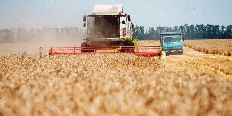 Krasnodar Harvests Over 1 Million Tons of Grain: Key Insights for the 2024 Season