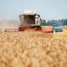 Krasnodar Harvests Over 1 Million Tons of Grain: Key Insights for the 2024 Season