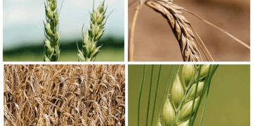 EkoNiva’s High-Yielding Crop Varieties Expand into Kazakhstan and Azerbaijan: A Boost for Farmers and Agribusiness