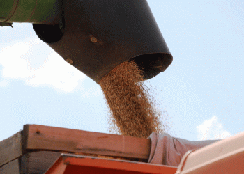 Wheat Prices Surge Amid Drought Risks: Kazakhstan’s Grain Market Under Pressure