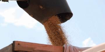 Wheat Prices Surge Amid Drought Risks: Kazakhstan’s Grain Market Under Pressure