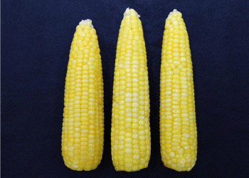 Golden and Black Waxy Corn: Nutrient-Rich Superfoods for Health and Profit