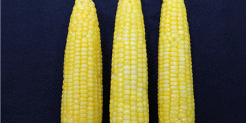 Golden and Black Waxy Corn: Nutrient-Rich Superfoods for Health and Profit