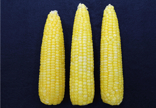 Golden and Black Waxy Corn: Nutrient-Rich Superfoods for Health and Profit