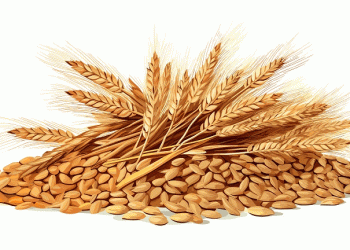 Krasnodar Grain Exports to China Surge: Over 415,000 Tons Shipped in 2025