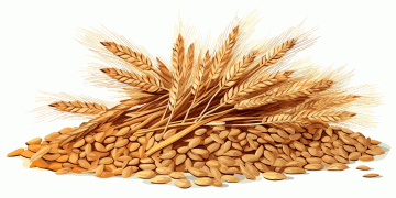 Krasnodar Grain Exports to China Surge: Over 415,000 Tons Shipped in 2025