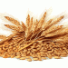 Krasnodar Grain Exports to China Surge: Over 415,000 Tons Shipped in 2025