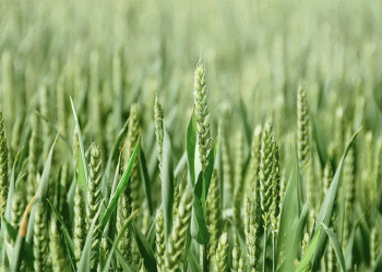 Kuban’s 2025 Wheat Harvest: Early Quality Results Show Strong Gluten Content and Food-Grade Potential