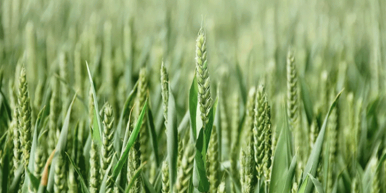 Kuban’s 2025 Wheat Harvest: Early Quality Results Show Strong Gluten Content and Food-Grade Potential