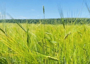Tatarstan’s 2024 Grain Harvest: High Yields Amid Challenges – Key Insights for Ag Professionals