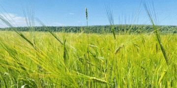 Tatarstan’s 2024 Grain Harvest: High Yields Amid Challenges – Key Insights for Ag Professionals