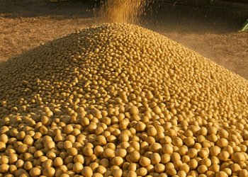 Corn & Soybean Market Watch: Key Support Levels, Harvest Pressure, and Livestock Trends