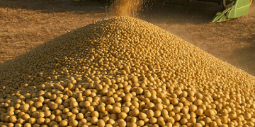 Corn & Soybean Market Watch: Key Support Levels, Harvest Pressure, and Livestock Trends