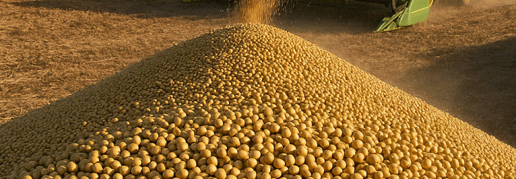 Corn & Soybean Market Watch: Key Support Levels, Harvest Pressure, and Livestock Trends