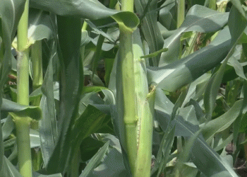 Sweet Corn and Community: How the Warrensburg Corn Festival is Boosting Local Agriculture and Engagement