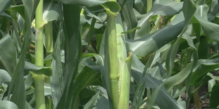 Sweet Corn and Community: How the Warrensburg Corn Festival is Boosting Local Agriculture and Engagement