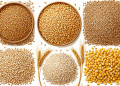 Russia’s Grain Production Decline in 2025: Causes, Impacts, and Solutions for the Agricultural Sector