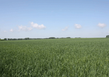 Organic Farming Success in Siberia: How Altai’s Farmers Are Leading the Sustainable Agriculture Revolution