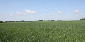 Organic Farming Success in Siberia: How Altai’s Farmers Are Leading the Sustainable Agriculture Revolution