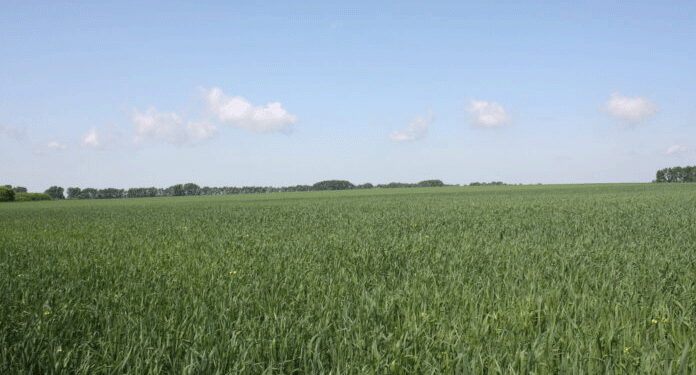 Organic Farming Success in Siberia: How Altai’s Farmers Are Leading the Sustainable Agriculture Revolution