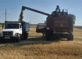 Early Wheat Harvest in Tankeyevka: How Adaptive Varieties and Favorable Weather Boost Yields