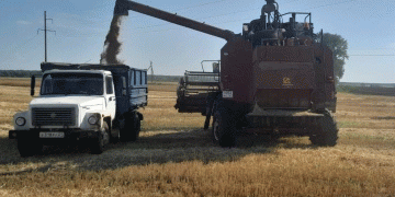 Early Wheat Harvest in Tankeyevka: How Adaptive Varieties and Favorable Weather Boost Yields