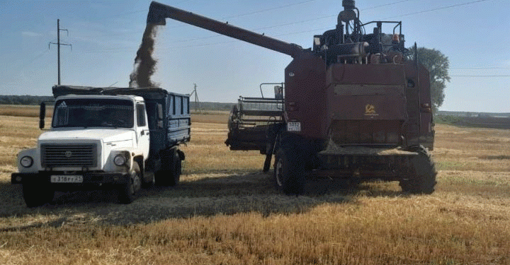 Early Wheat Harvest in Tankeyevka: How Adaptive Varieties and Favorable Weather Boost Yields
