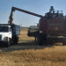 Early Wheat Harvest in Tankeyevka: How Adaptive Varieties and Favorable Weather Boost Yields