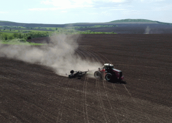 Shifting Trends in Kazakh Agriculture: Wheat Declines as Farmers Diversify Crops