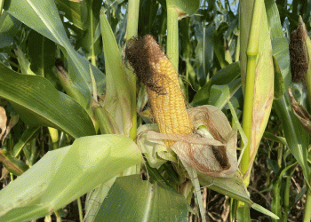 Beyond the Cob: Kyzylorda’s Strategic Push for Value-Added Corn Processing