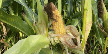 Beyond the Cob: Kyzylorda’s Strategic Push for Value-Added Corn Processing