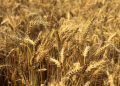 Grain Quality Crisis in Orenburg: 255 False Declarations Expose Systemic Safety Failures