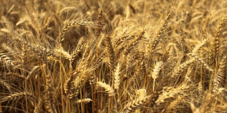 Grain Quality Crisis in Orenburg: 255 False Declarations Expose Systemic Safety Failures
