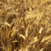 Grain Quality Crisis in Orenburg: 255 False Declarations Expose Systemic Safety Failures