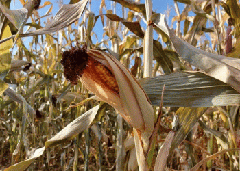 Irkutsk Oblast Corn Forecast 2025: Analyzing the 20% Yield Increase and Its Impact on Siberian Agribusiness