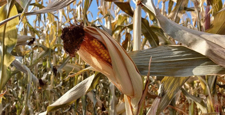 Irkutsk Oblast Corn Forecast 2025: Analyzing the 20% Yield Increase and Its Impact on Siberian Agribusiness